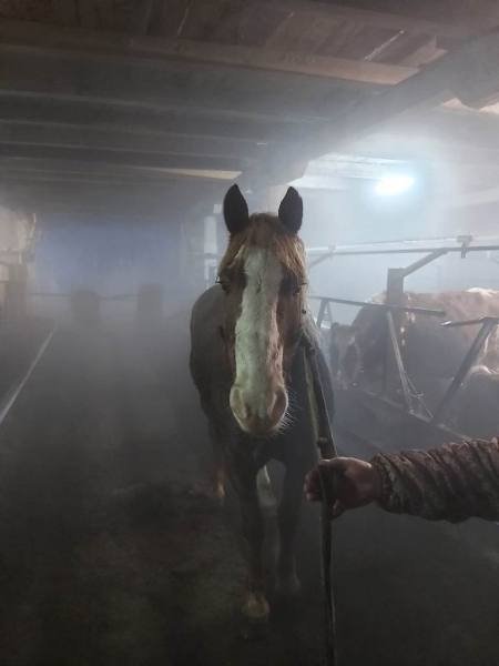 В Канском районе к 5 годам лишения свободы приговорили мужчину, укравшего двух лошадей с фермы